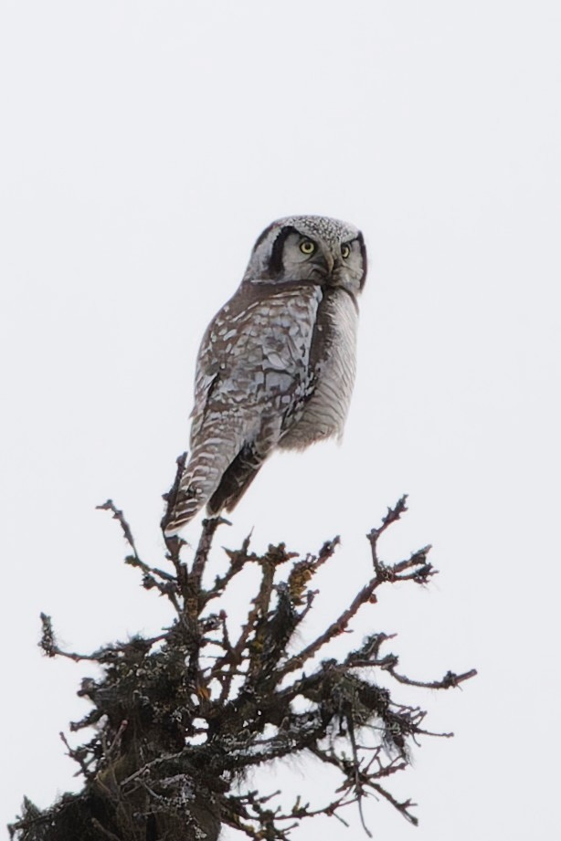 Northern Hawk Owl - ML619560424