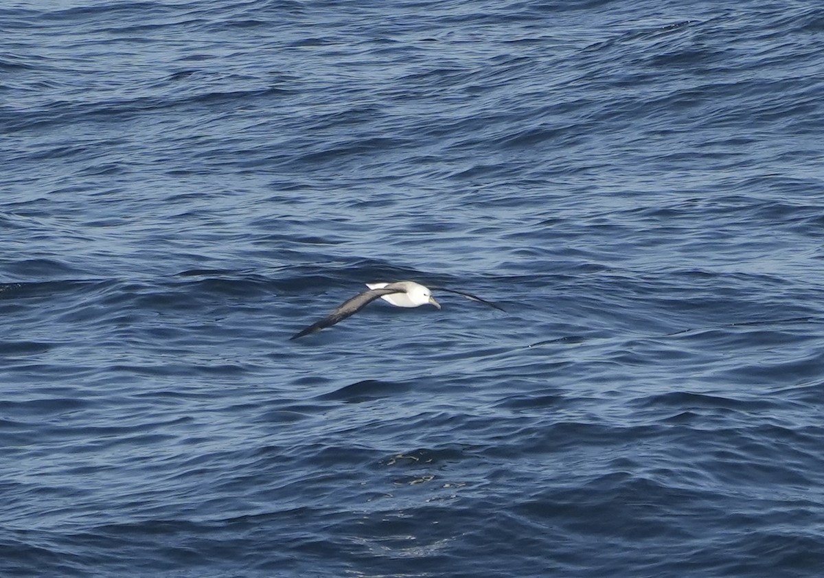 Atlantic Yellow-nosed Albatross - ML619560468