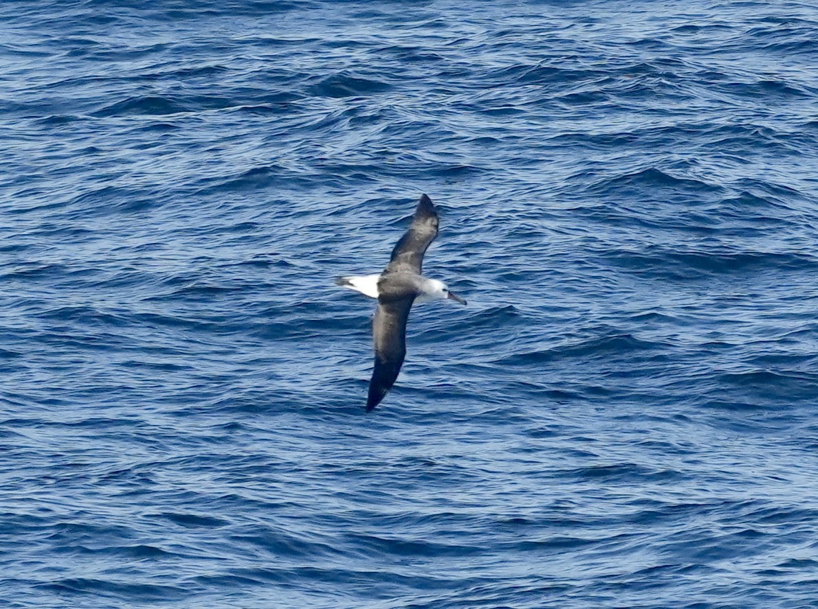 Atlantic Yellow-nosed Albatross - ML619560470