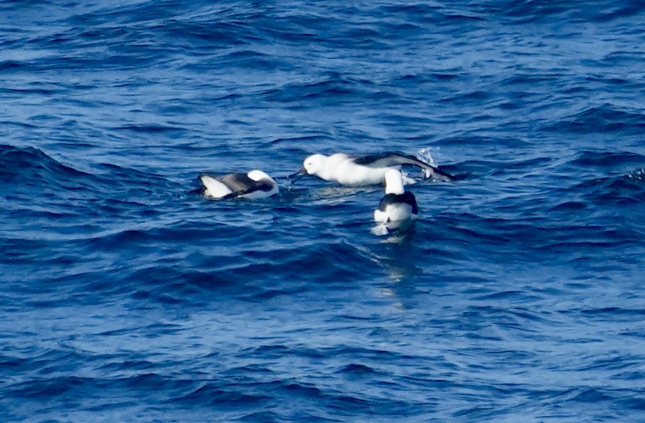 Atlantic Yellow-nosed Albatross - ML619560471