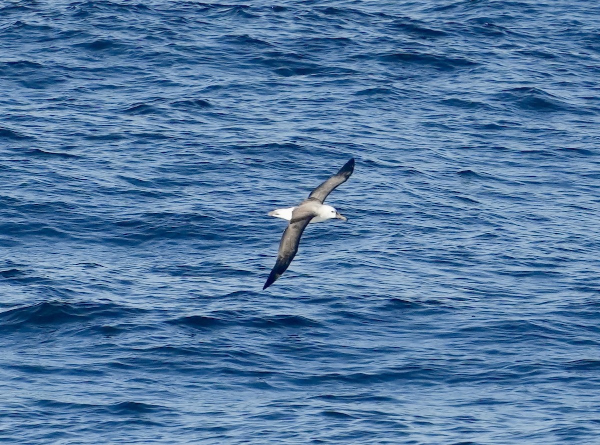 Atlantic Yellow-nosed Albatross - ML619560473
