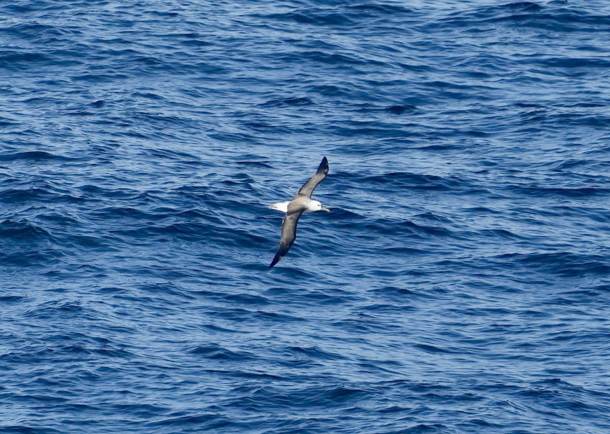 Albatros à nez jaune - ML619560475