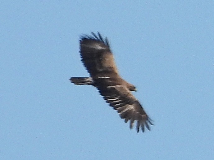 Lesser Spotted Eagle - ML619560478