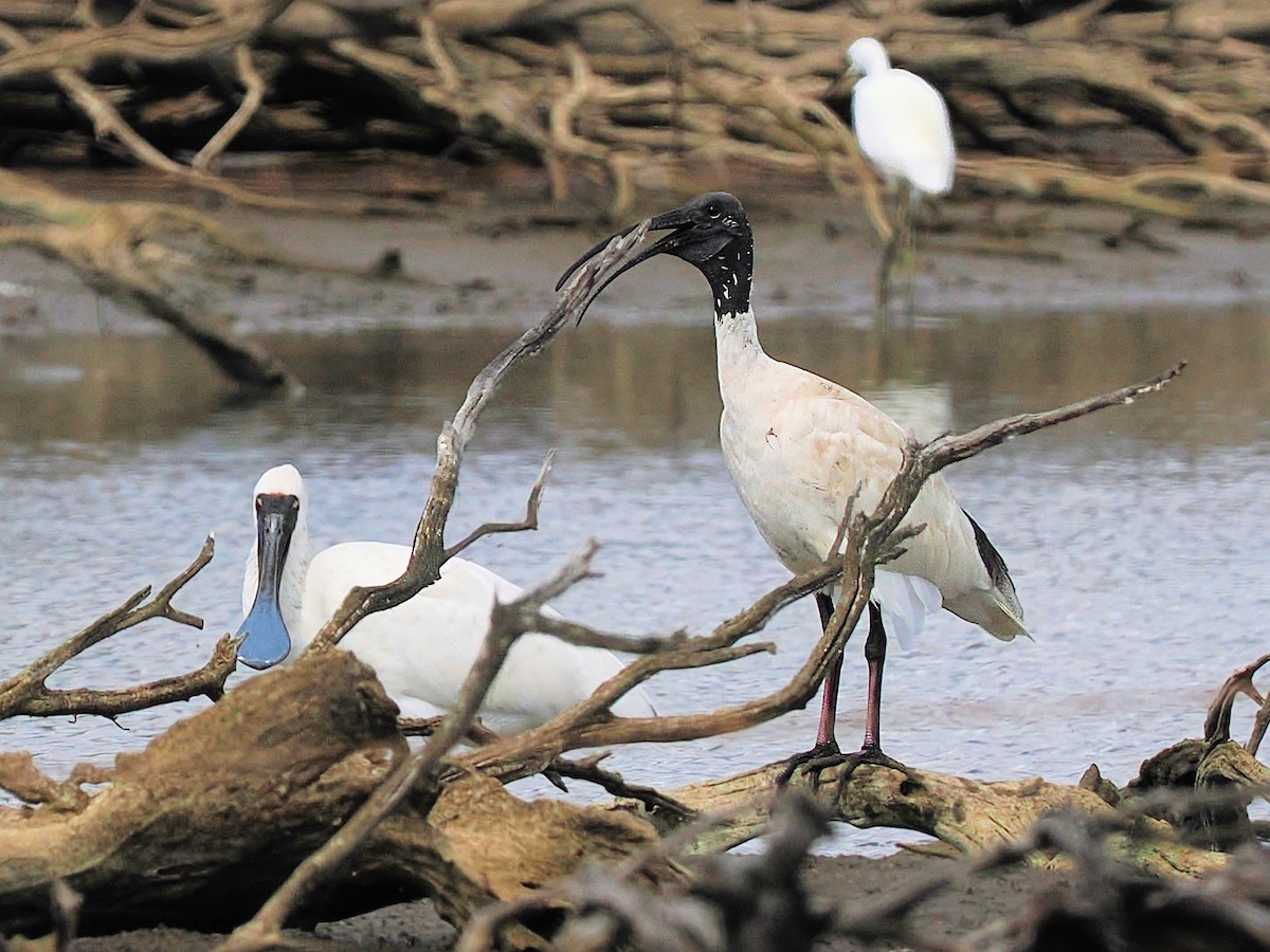 ibis australský - ML619560510