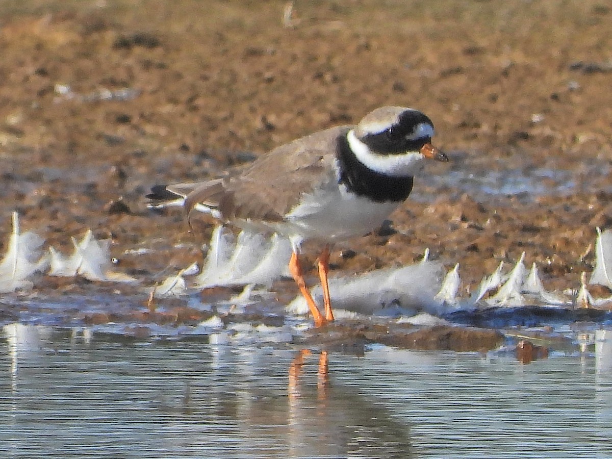 Common Ringed Plover - ML619560517