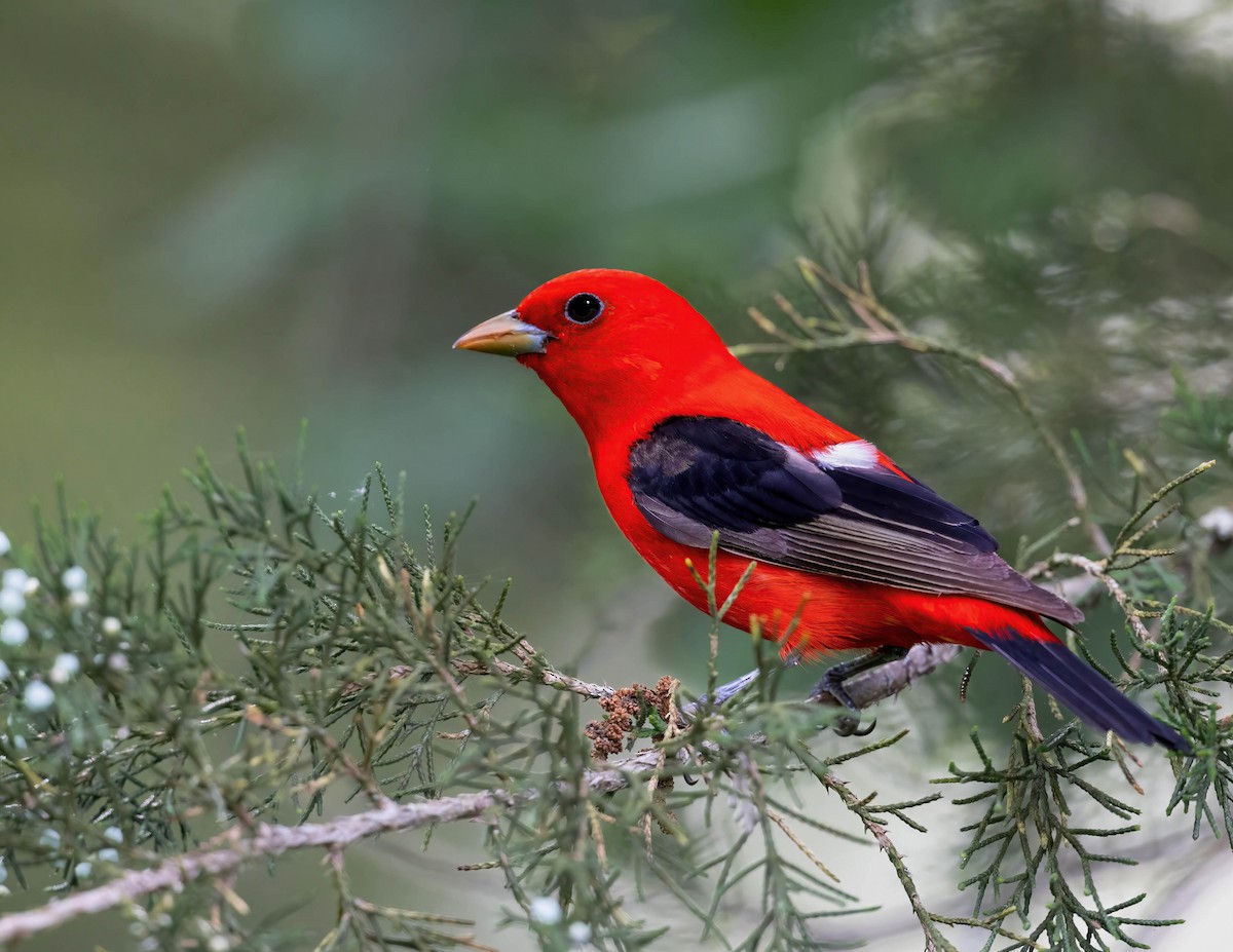 Scarlet Tanager - ML619560518