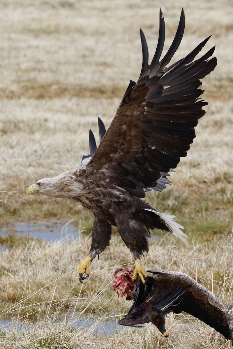 White-tailed Eagle - ML619560522
