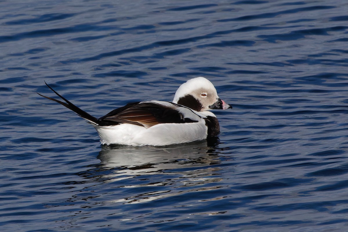 Long-tailed Duck - ML619560537