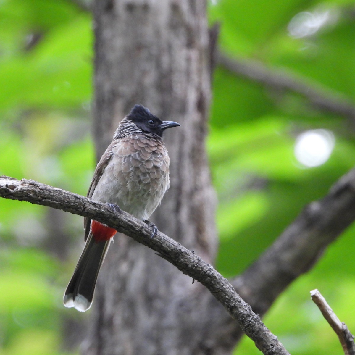 Red-vented Bulbul - ML619560554