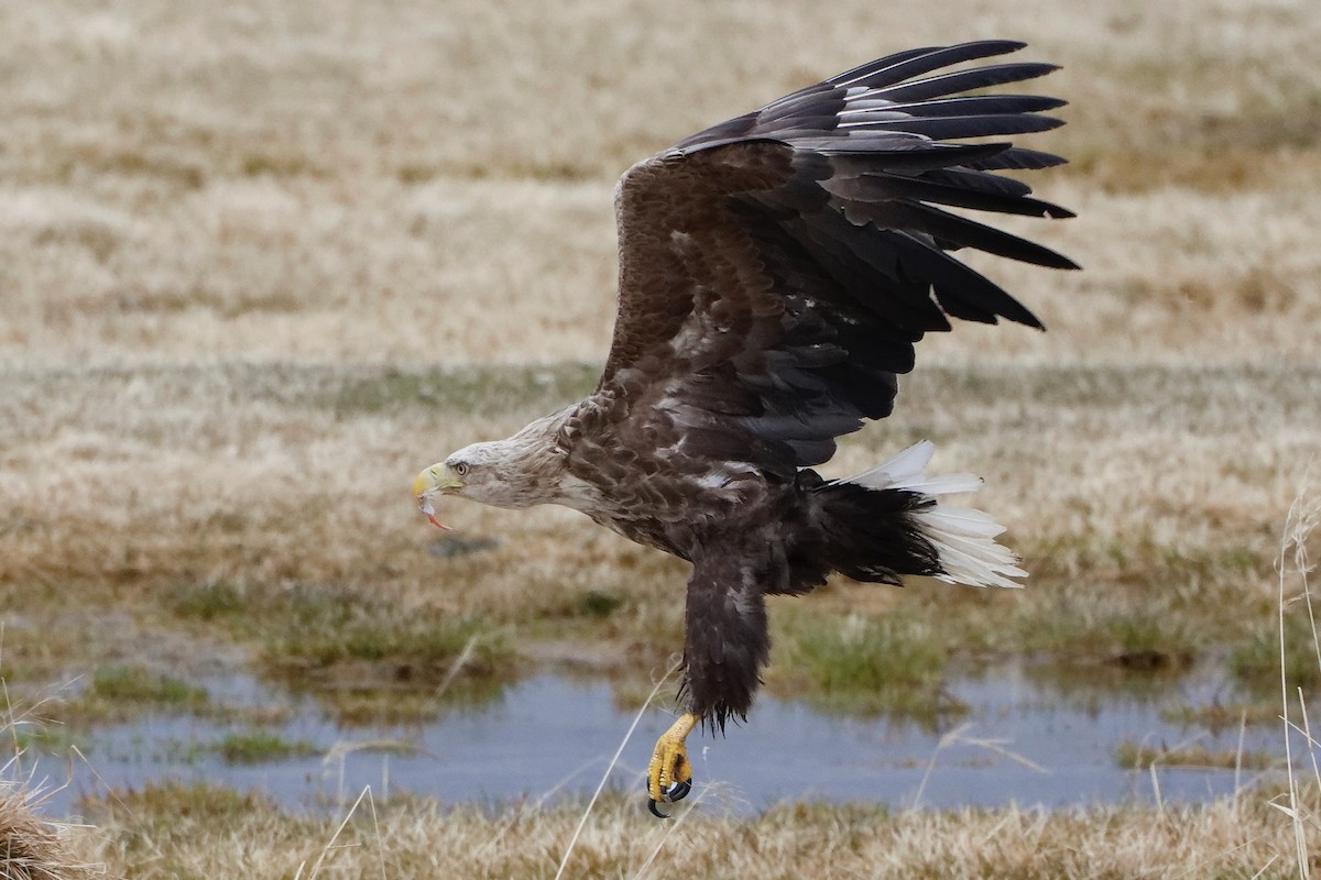 White-tailed Eagle - ML619560577