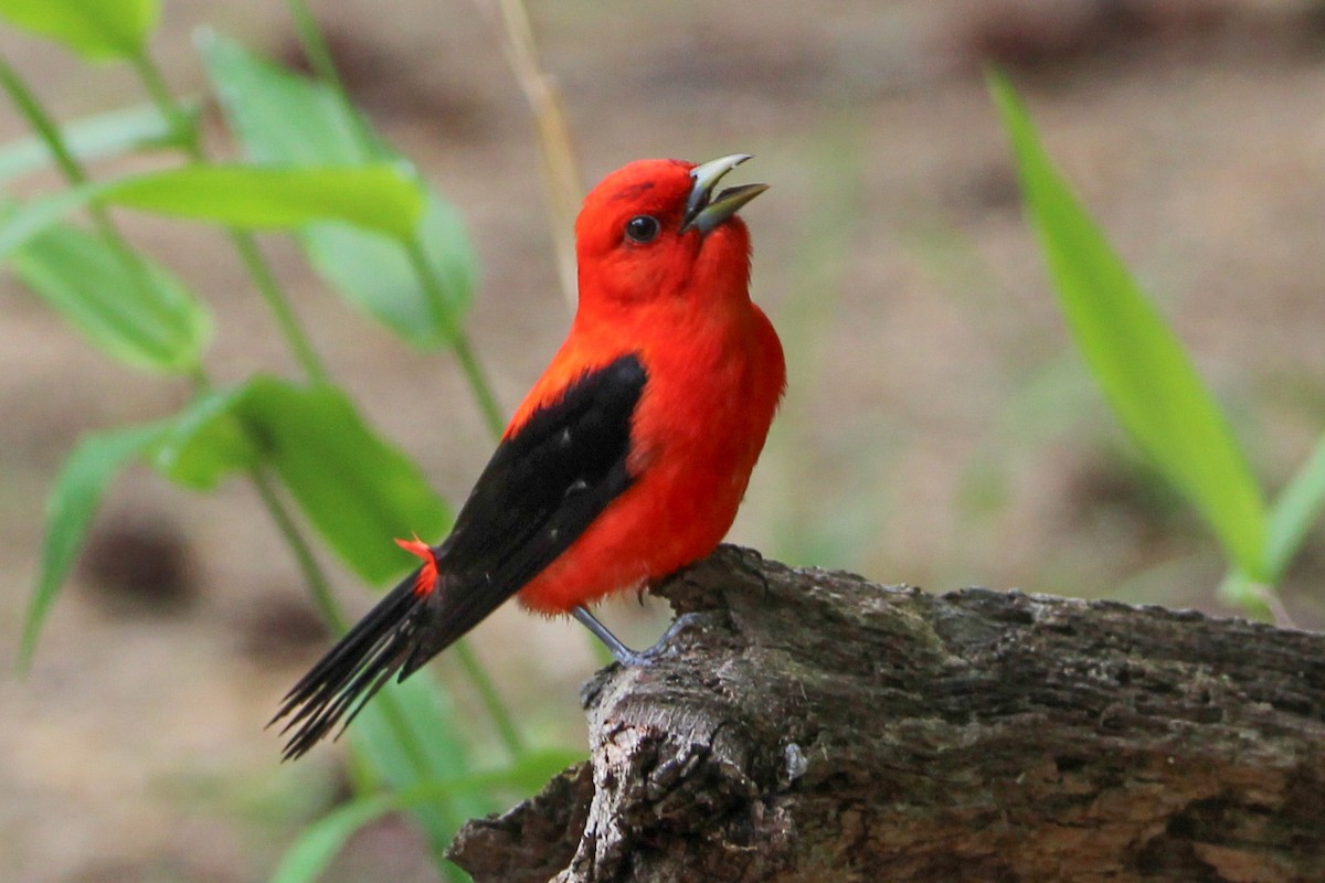 Scarlet Tanager - ML619560621