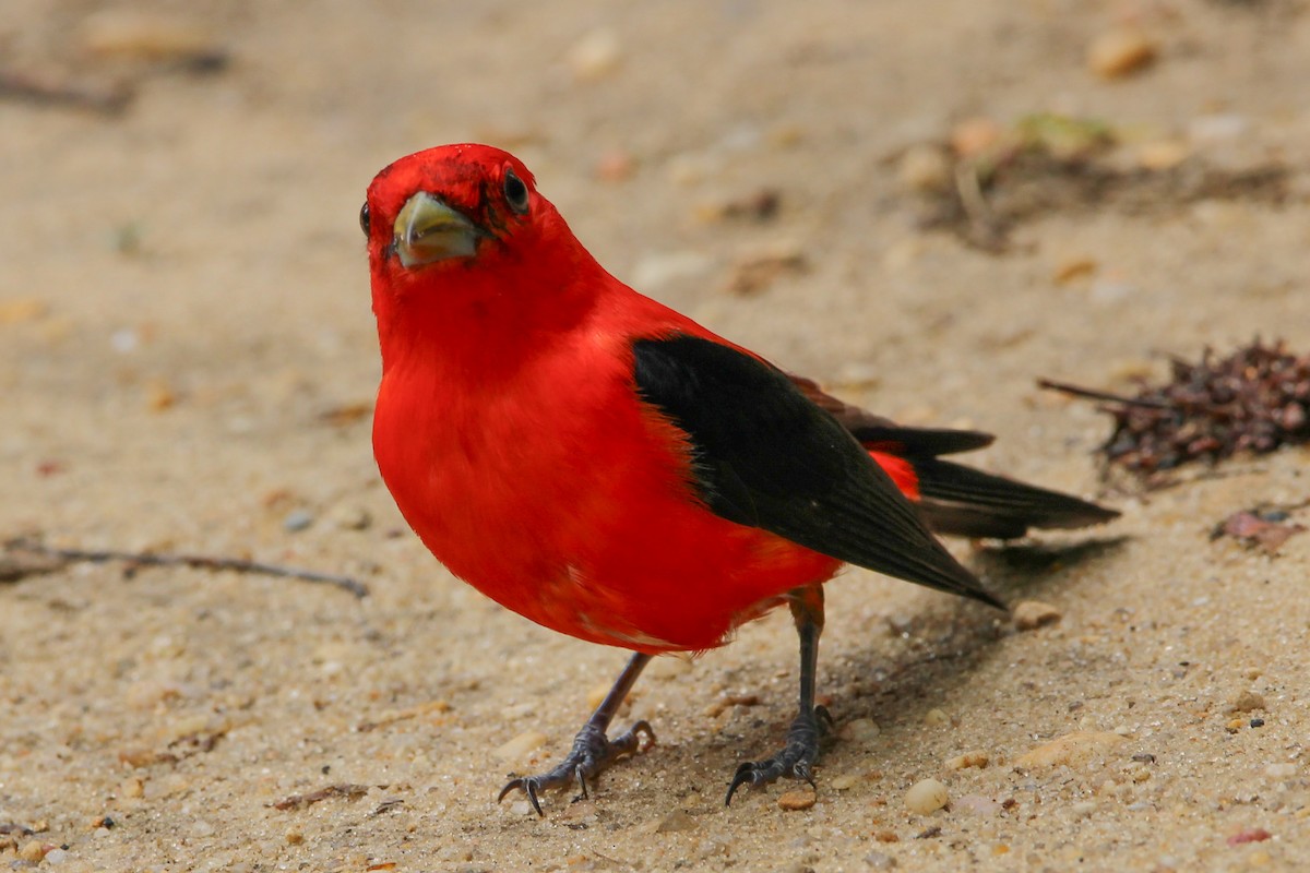 Scarlet Tanager - ML619560622