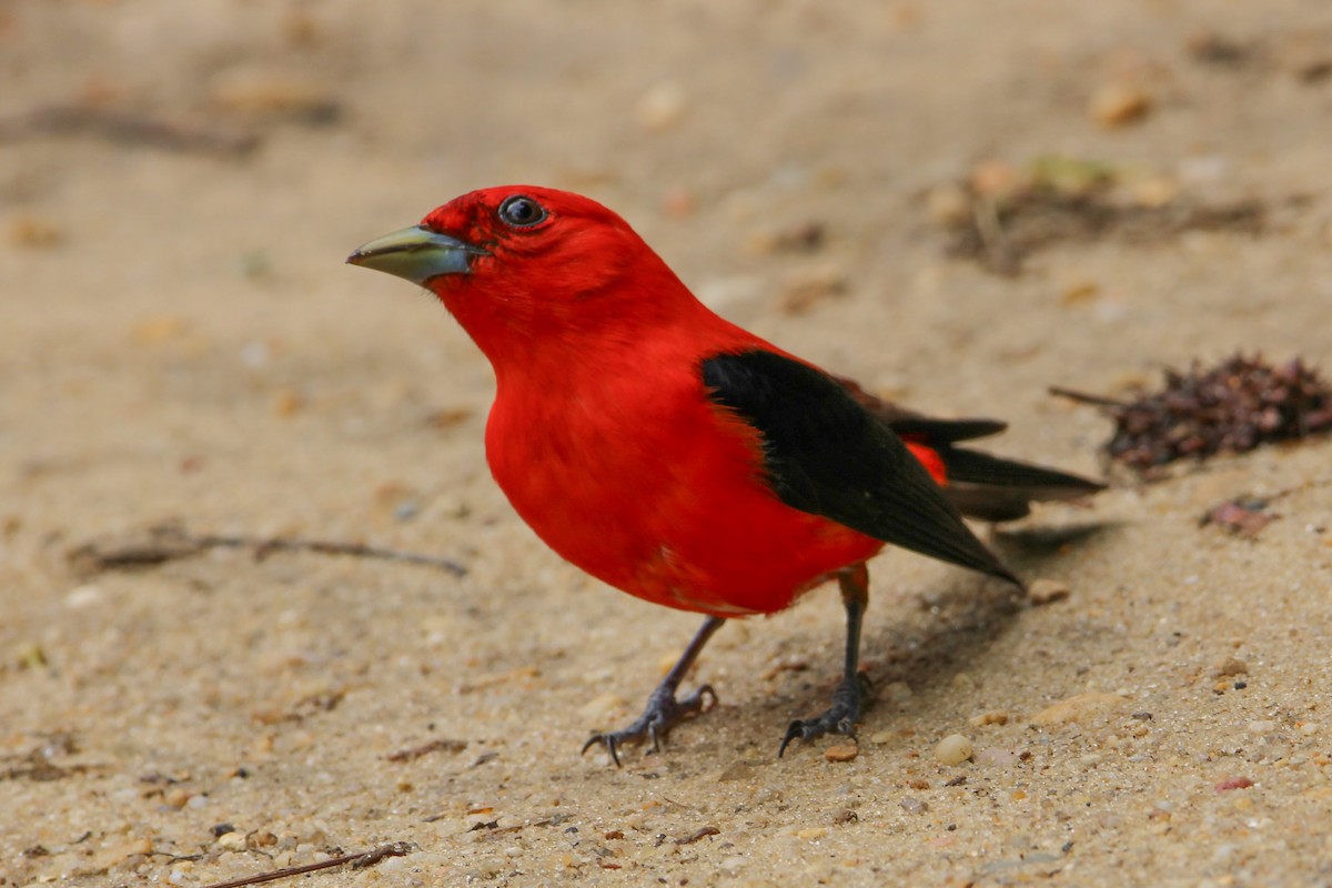 Scarlet Tanager - ML619560623