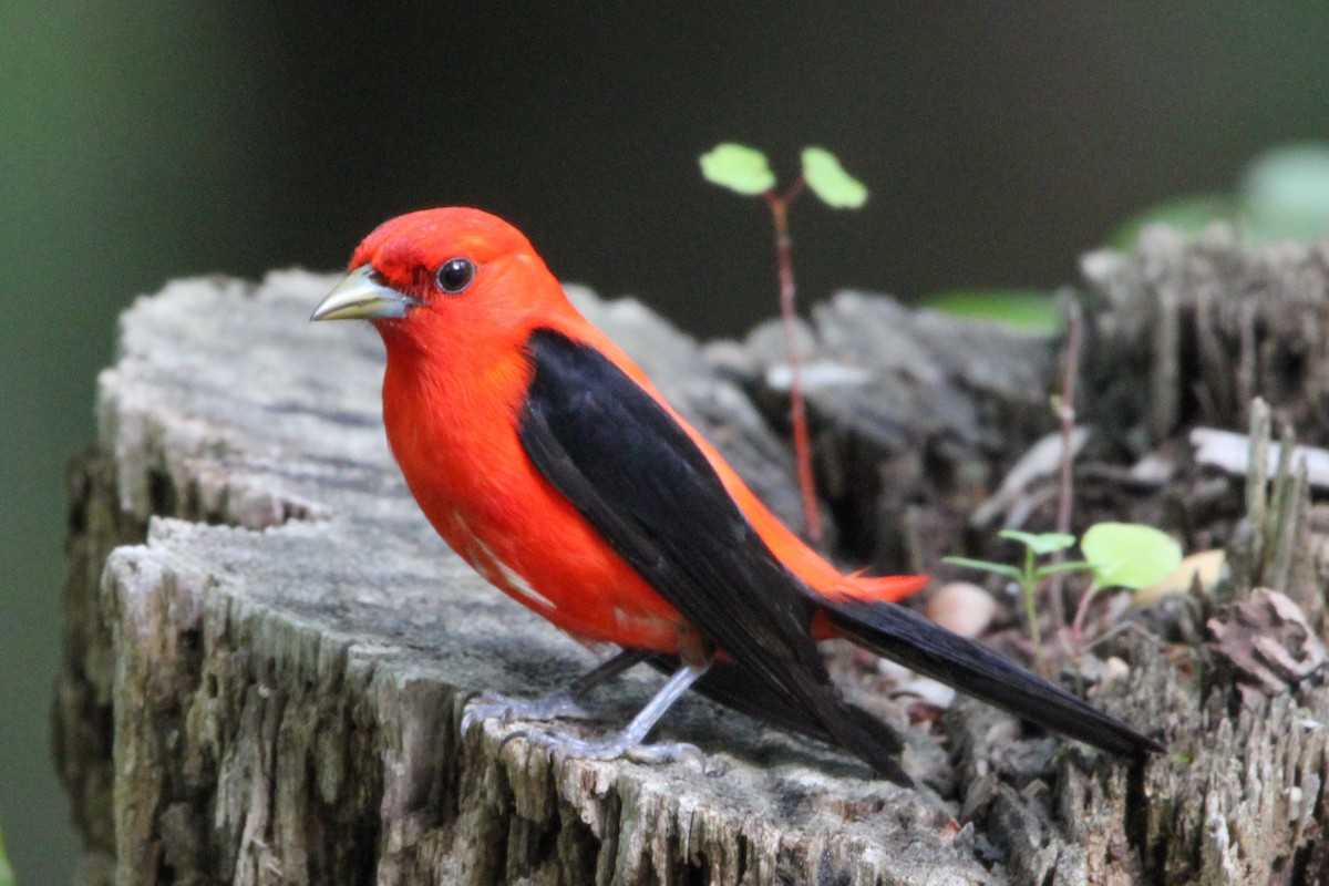 Scarlet Tanager - ML619560624