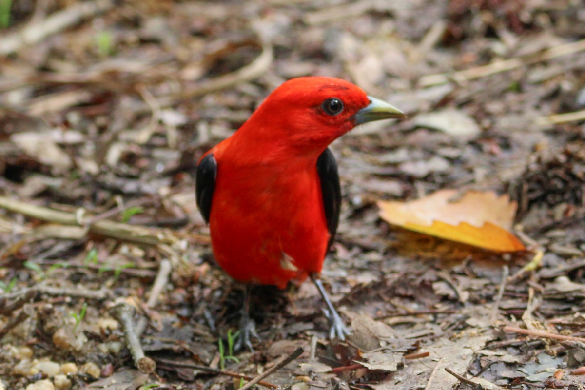 Scarlet Tanager - ML619560625