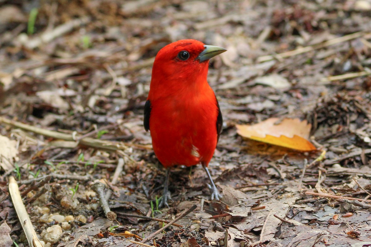 Scarlet Tanager - ML619560626