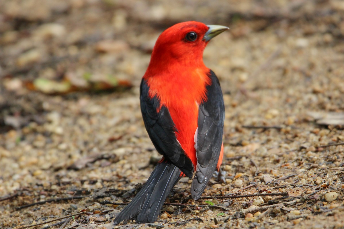 Scarlet Tanager - ML619560629