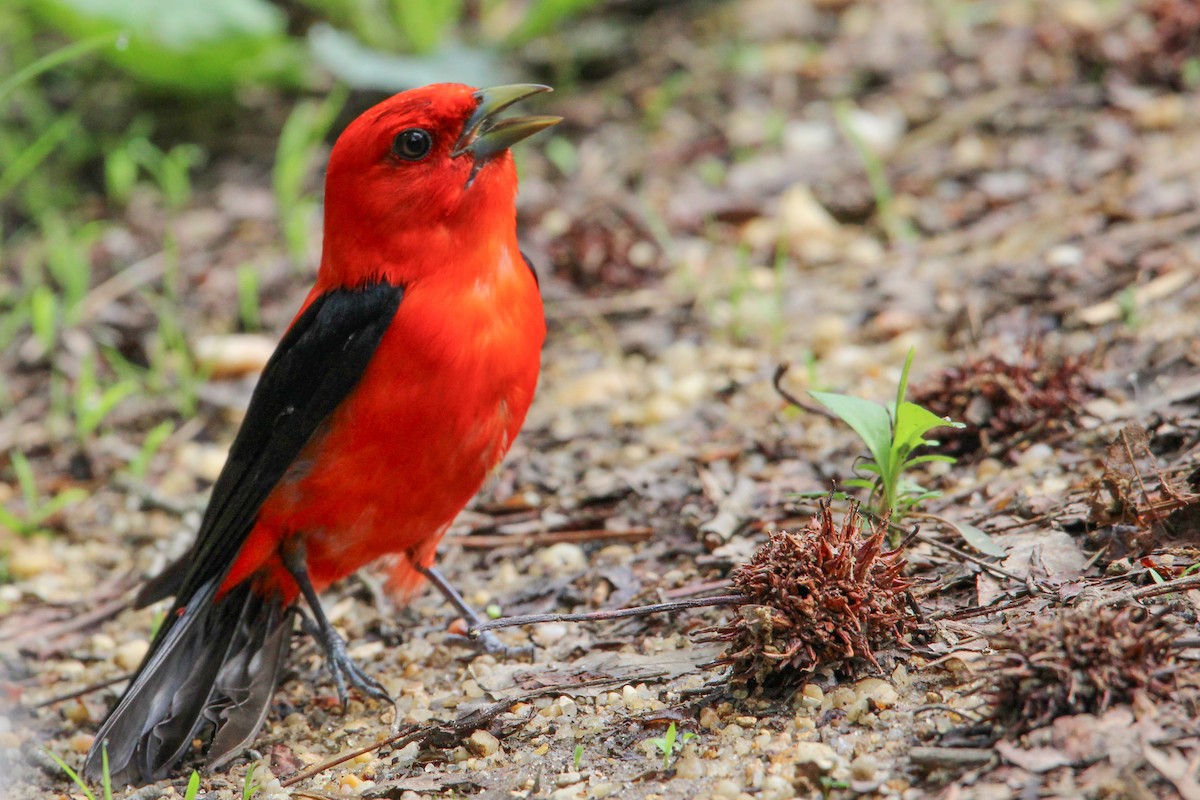 Scarlet Tanager - ML619560630