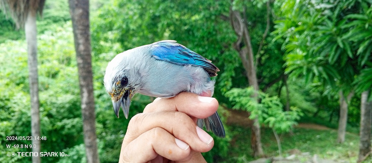 Blue-gray Tanager - ML619560644