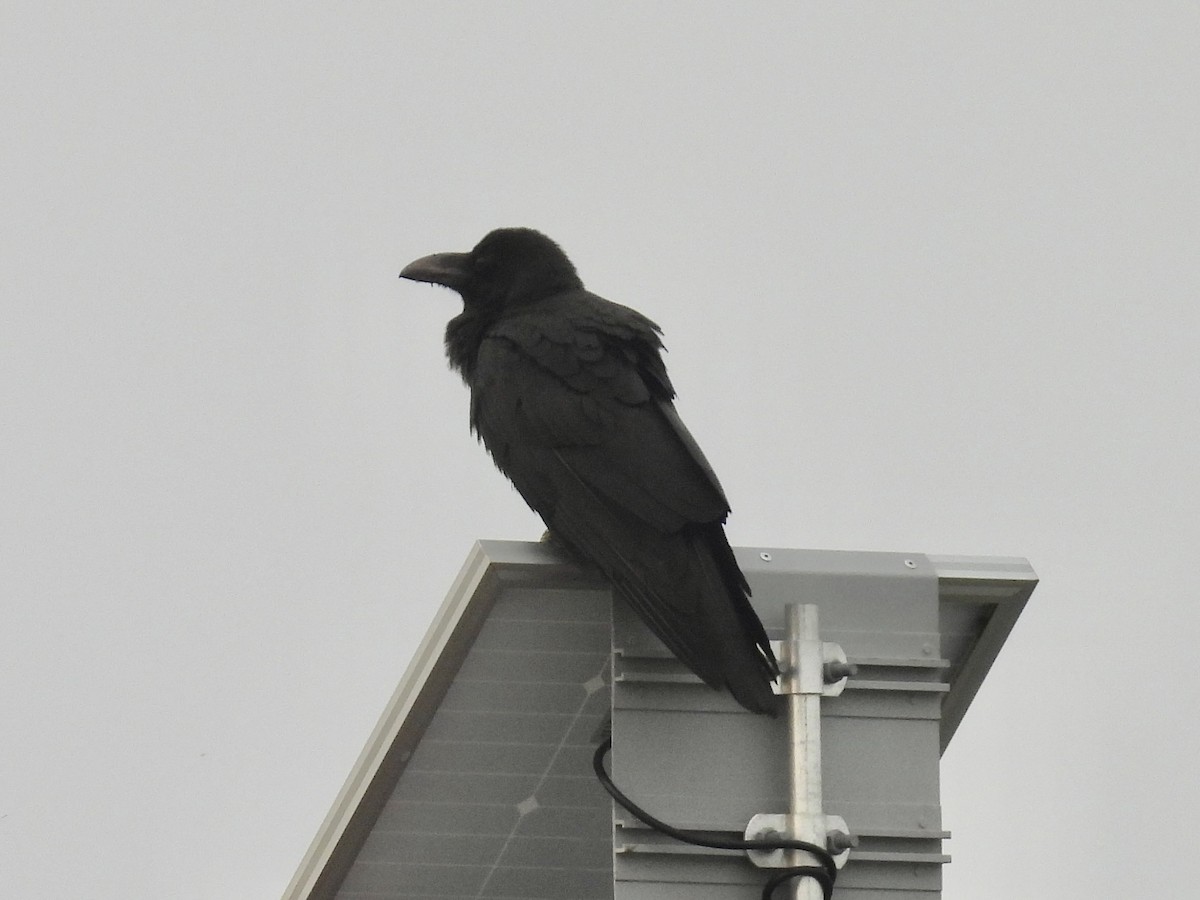 Large-billed Crow - ML619560748