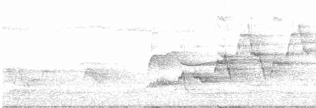 Дрізд-короткодзьоб Cвенсона - ML619560752