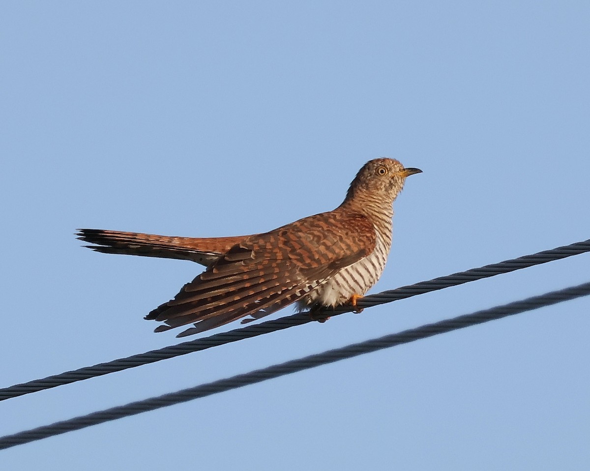 Common Cuckoo - ML619560777