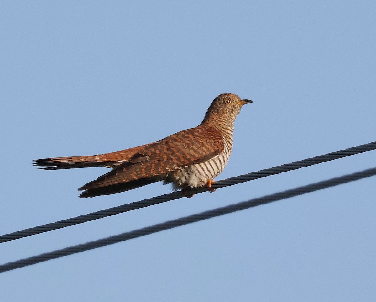 Common Cuckoo - ML619560779