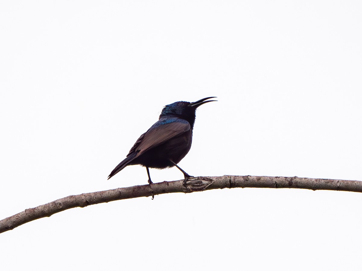 Jerichonektarvogel (osea) - ML619560813