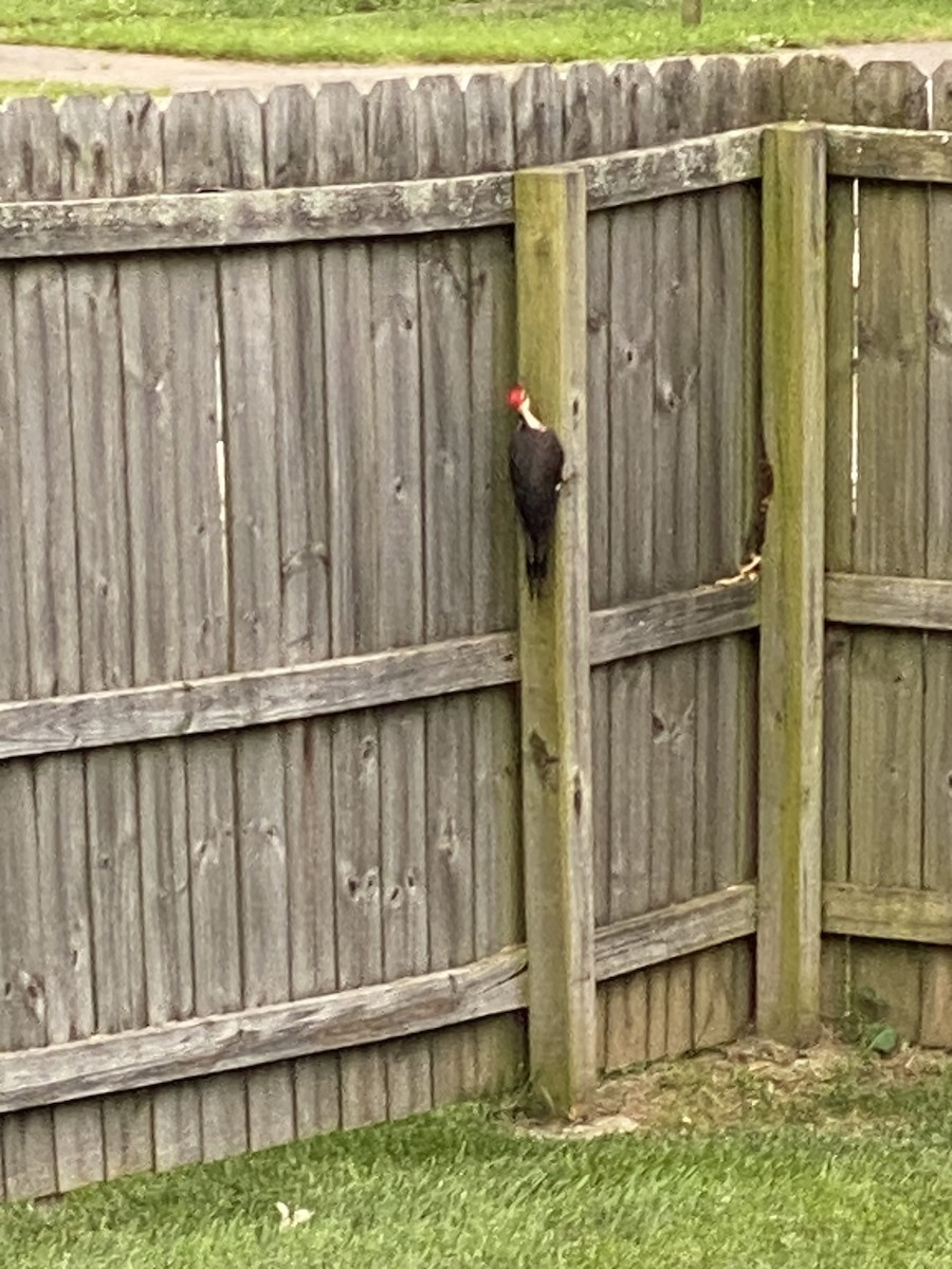 Red-headed Woodpecker - ML619560817
