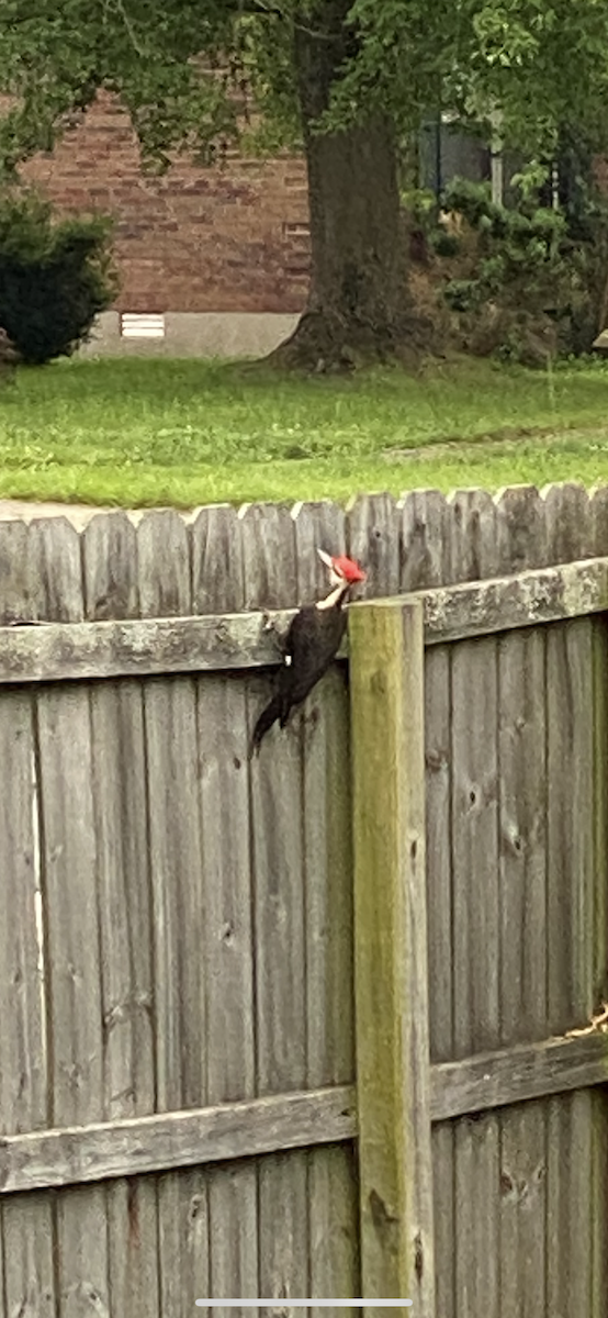 Red-headed Woodpecker - ML619560822
