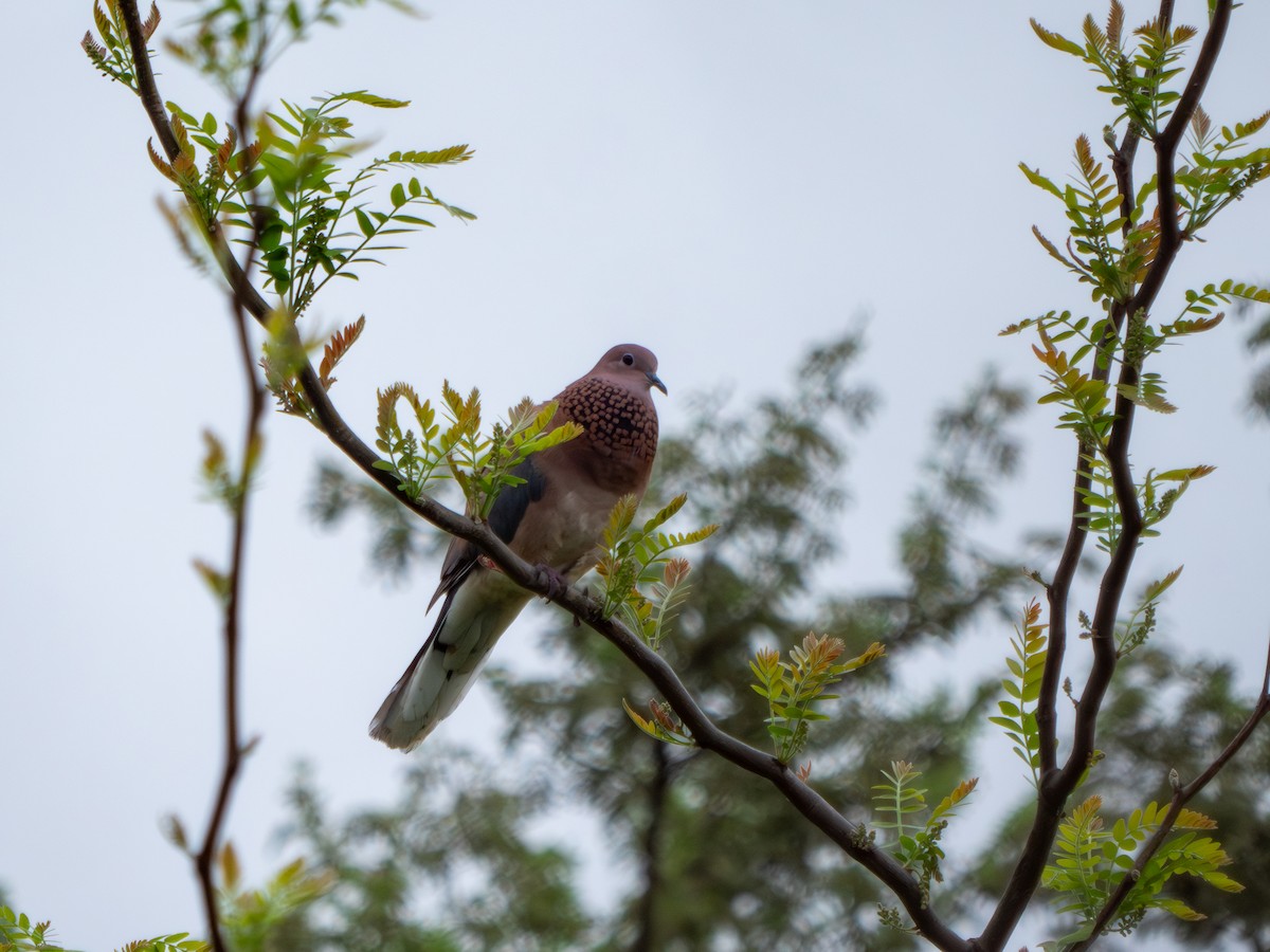Laughing Dove - ML619560836