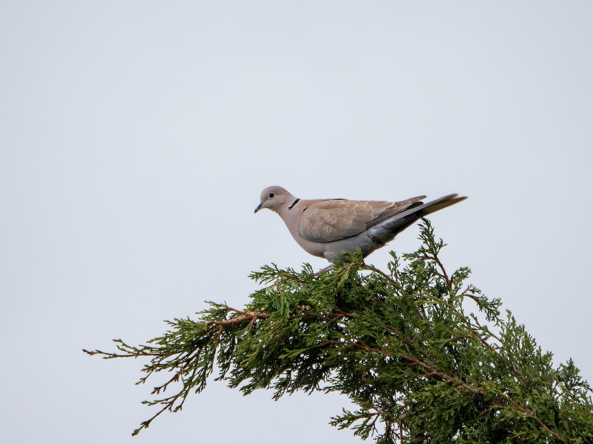 Eurasian Collared-Dove - ML619560844