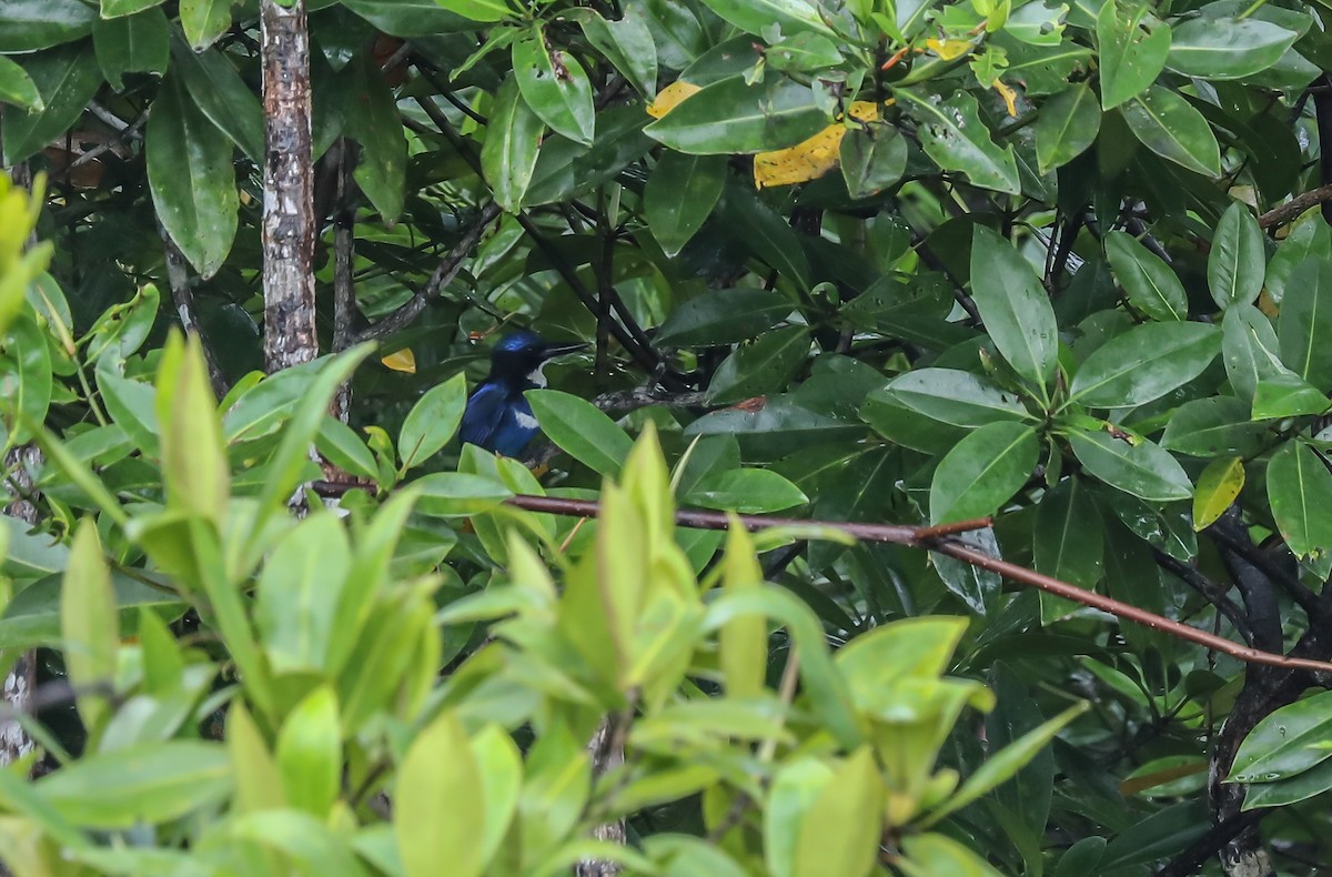 Blue-black Kingfisher - ML619560891