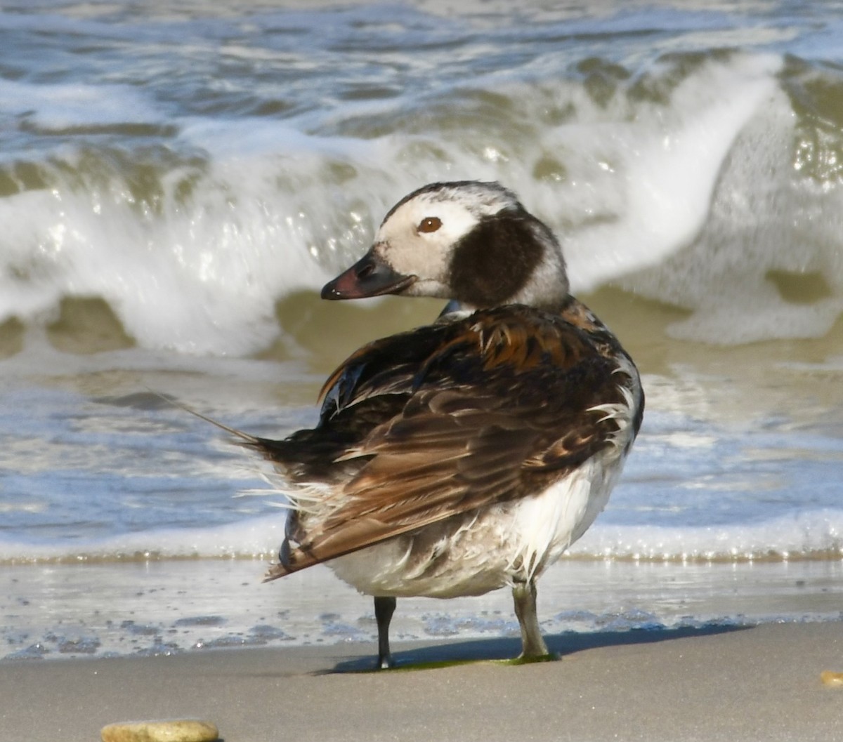 Long-tailed Duck - ML619560894