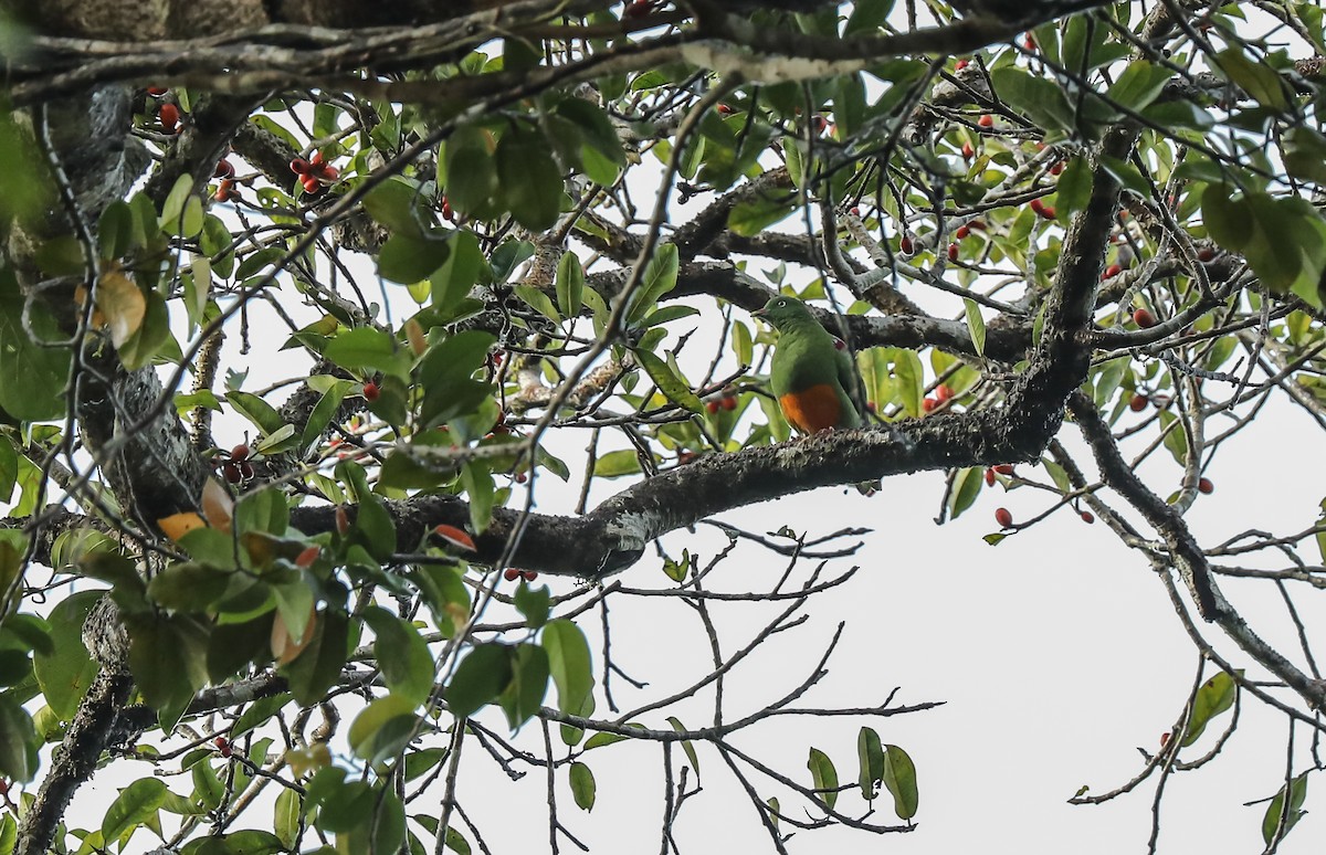 holub oranžovobřichý - ML619560904