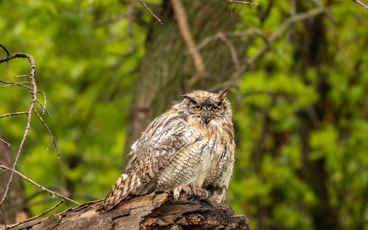 Great Horned Owl - ML619560905