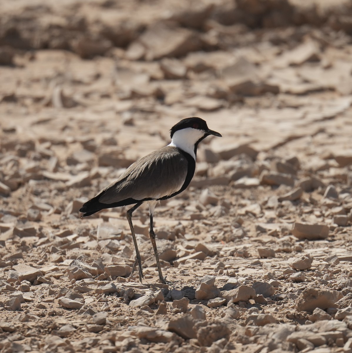 Spur-winged Lapwing - ML619560908