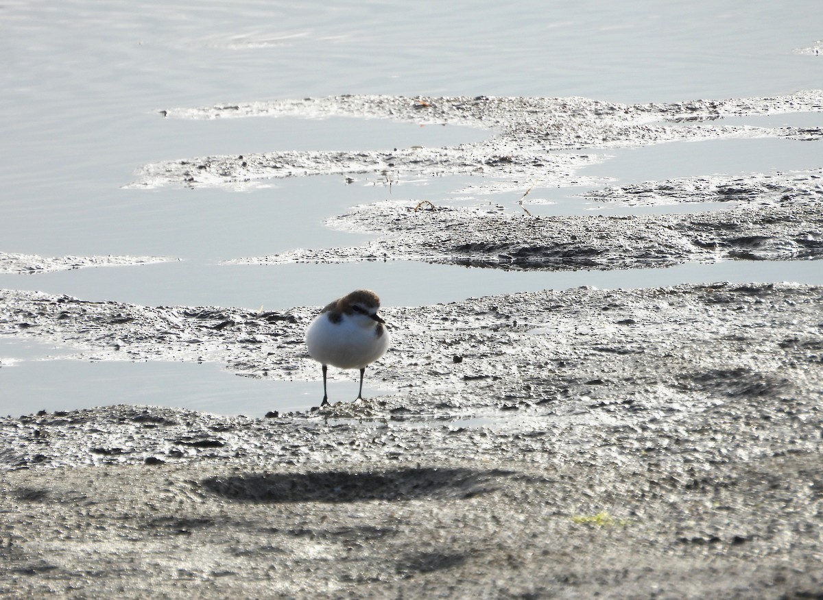 Red-capped Plover - ML619560932