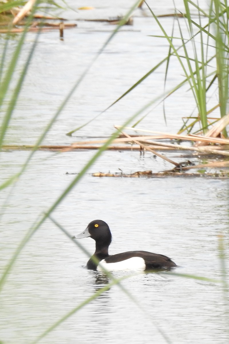 Tufted Duck - ML619560969