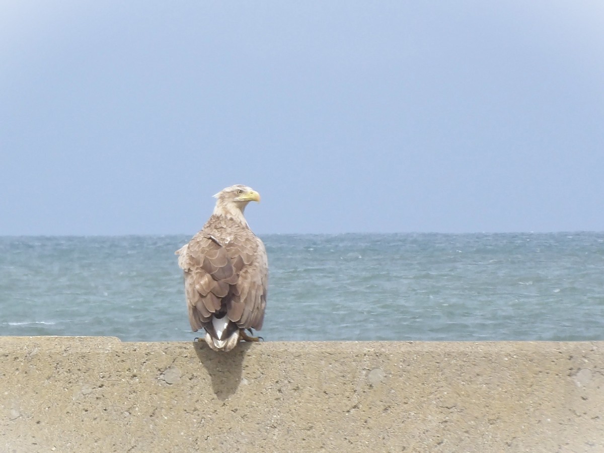 White-tailed Eagle - ML619560970