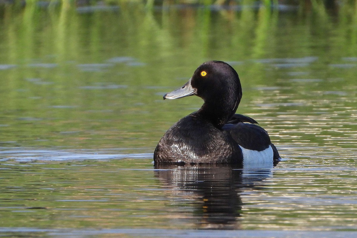 Tufted Duck - ML619561015
