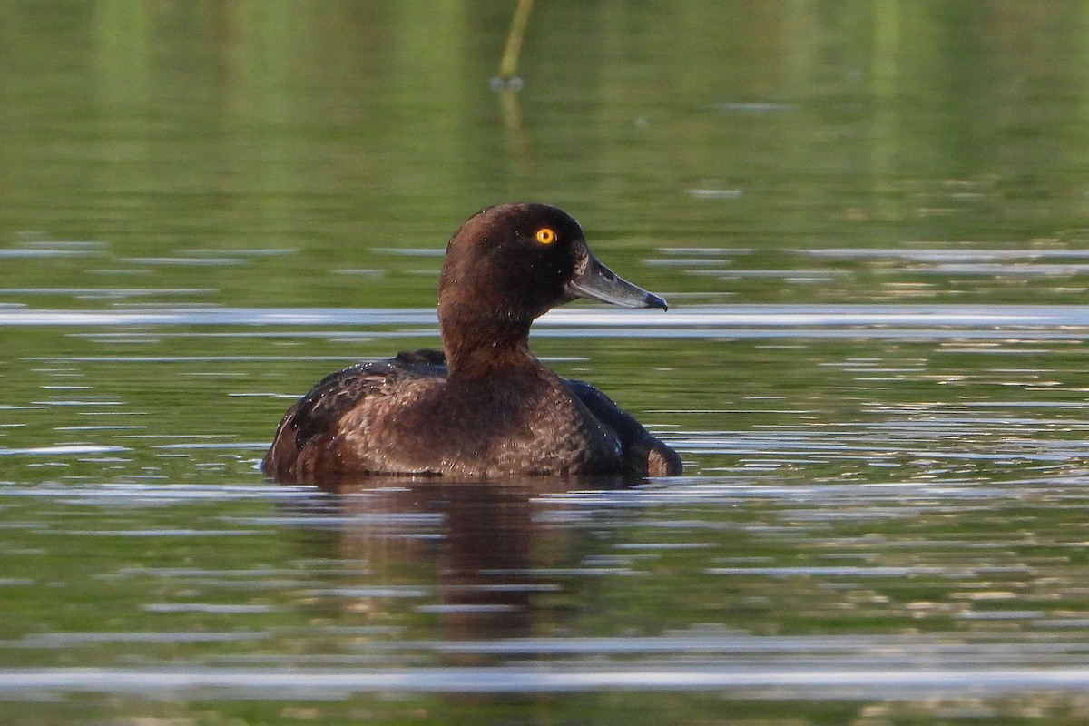Tufted Duck - ML619561016