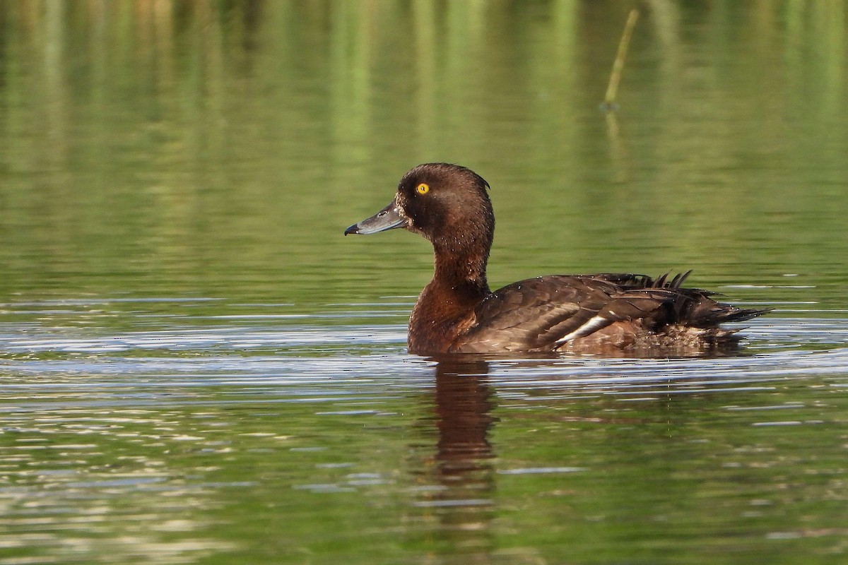 Tufted Duck - ML619561017