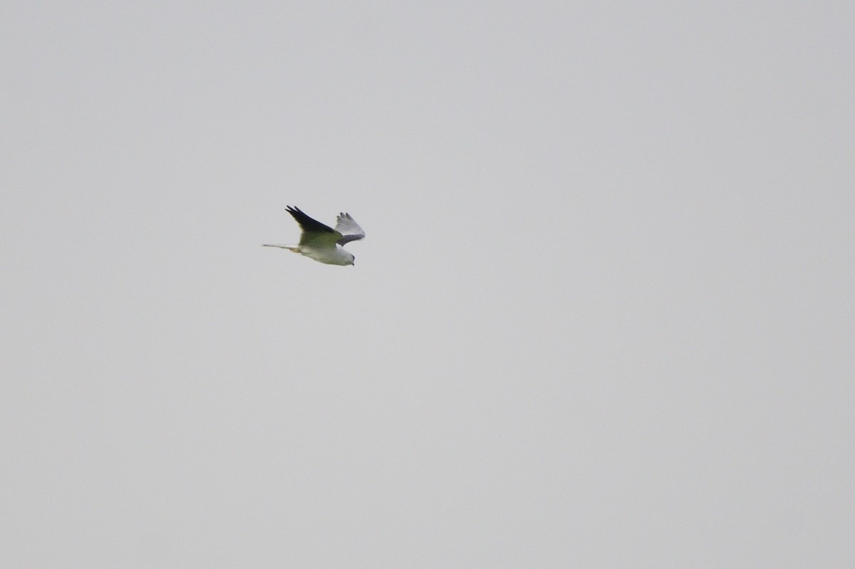 Black-shouldered Kite - ML619561057