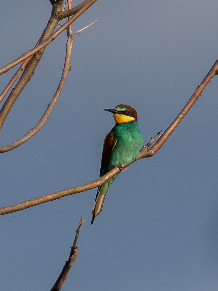 European Bee-eater - ML619561095