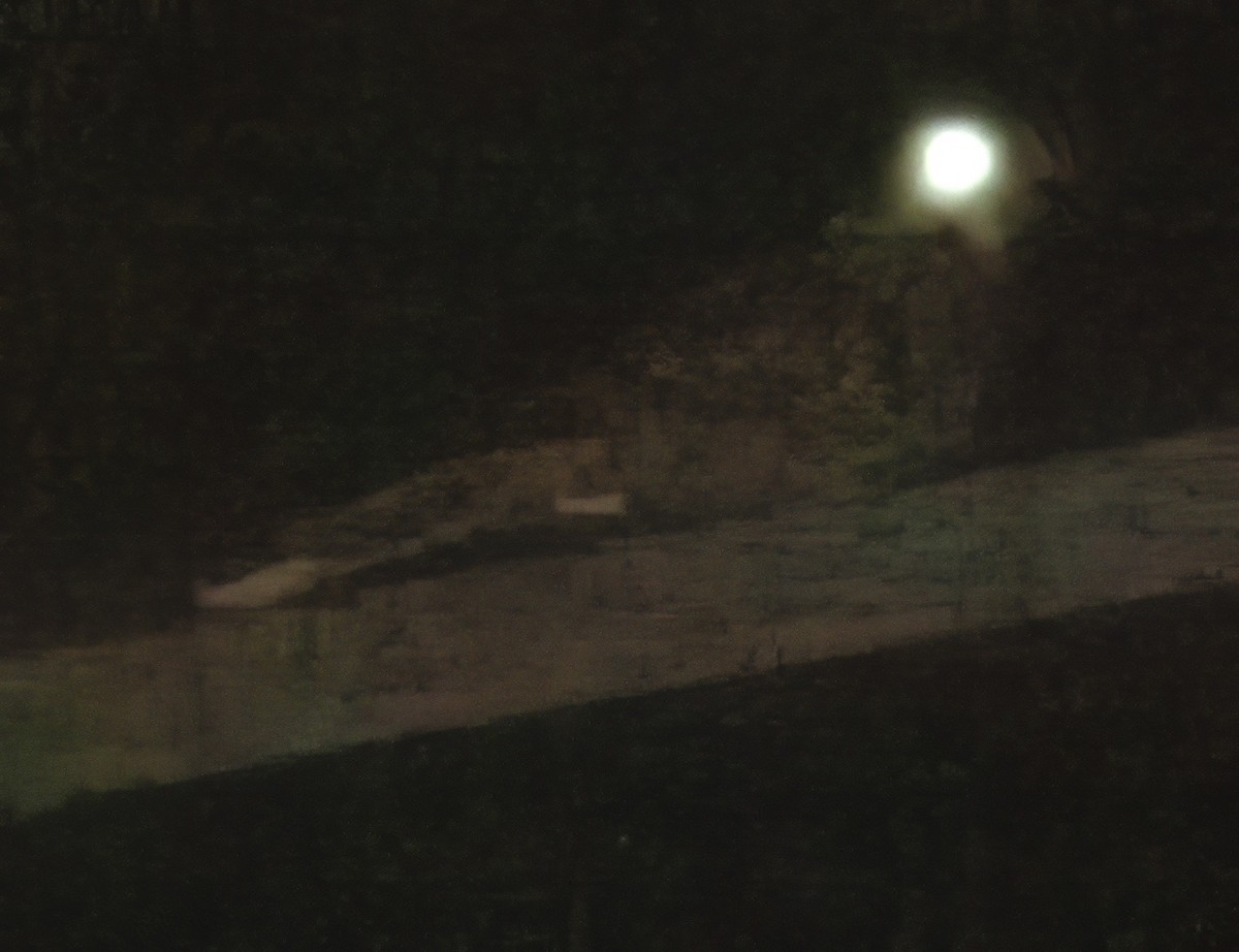 Red-necked Nightjar - ML619561102