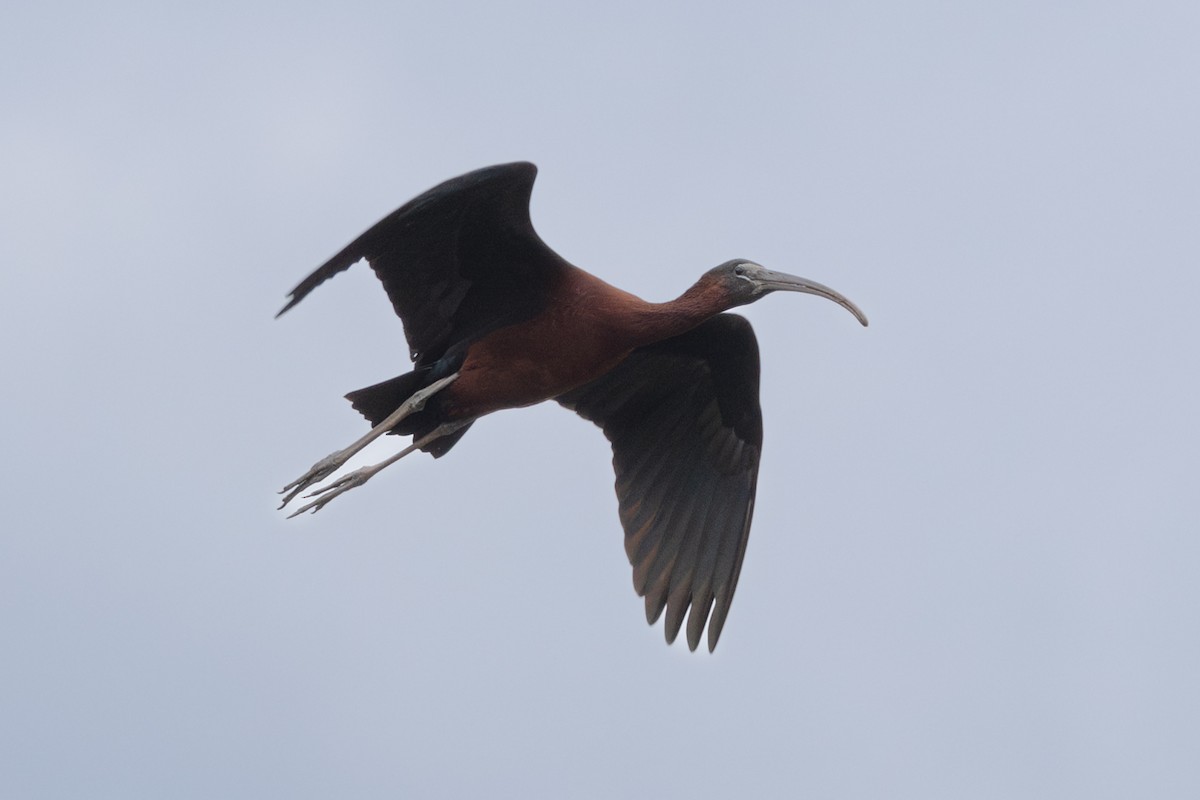 ibis hnědý - ML619561103