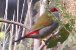 Red-browed Firetail - ML619561149