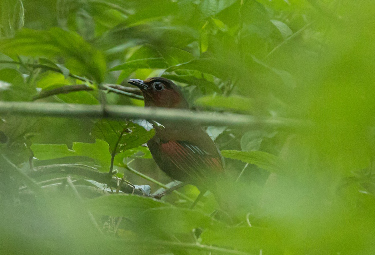 Red-faced Liocichla - ML619561189