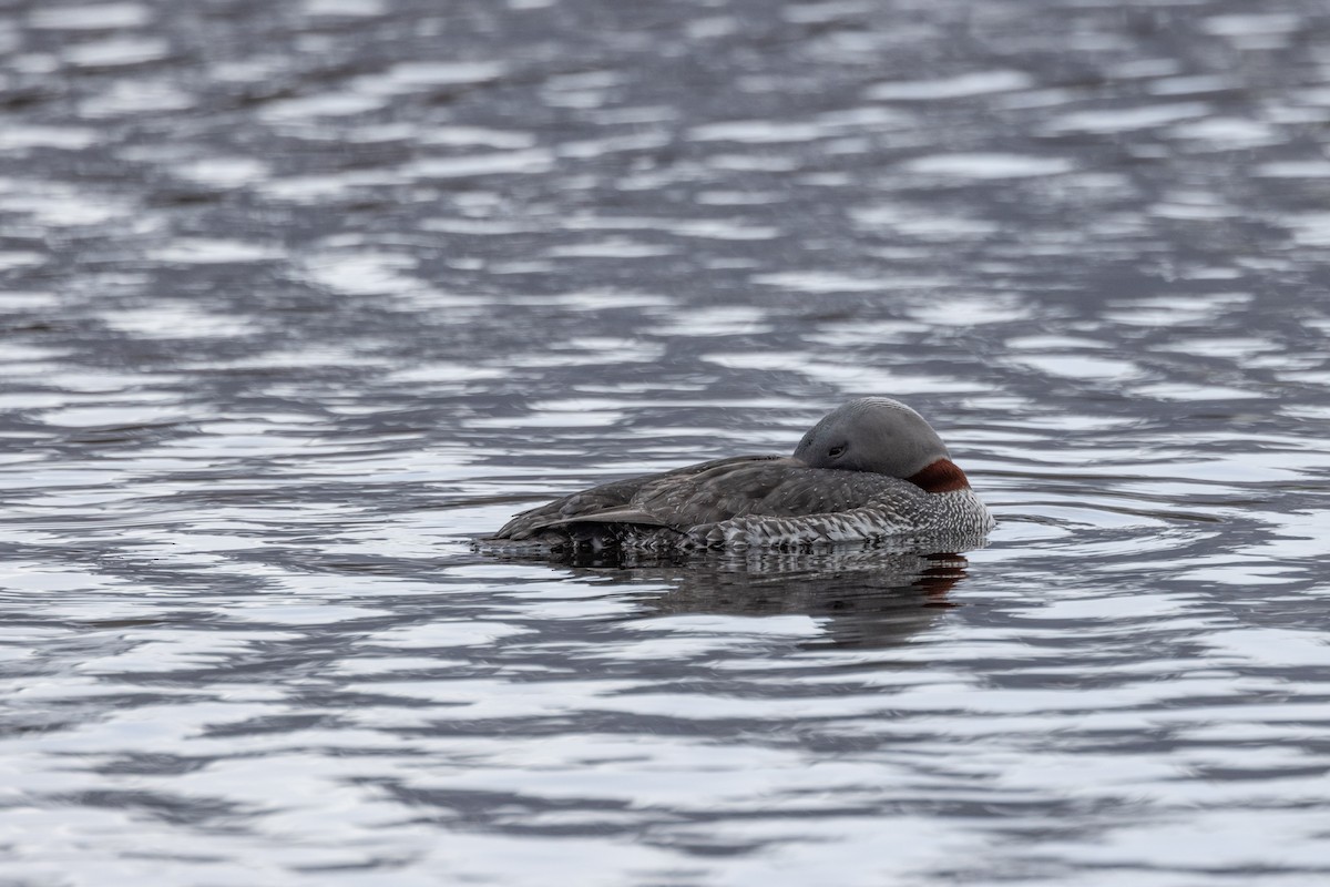 Red-throated Loon - ML619561195